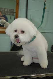 Patti's Pet perfection