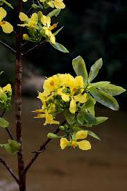 Image result for Ochnaceae