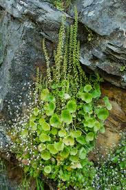 Image result for Umbilicus botryoides