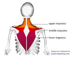And as mentioned above, shortening of any one of the joints will involuntarily contract the upper trapezius and produce knots and pain. Upper Body To Base Line Connection The Trapezius Muscles