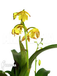 Image result for Polystachya