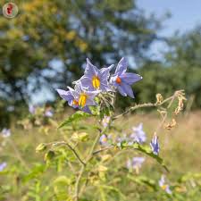 Image result for Solanum sisymbriifolium