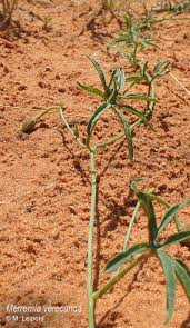 Image result for Merremia verecunda