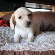 Maybe you would like to learn more about one of these? Akc Registered Miniature Dachshund Puppies For Sale In Texas Shipping Out Of State Available We A Funny Dachshund Dachshund Puppy Miniature Dachshund Puppies