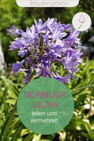 Schmucklilien Teilen Und Vermehren In 2020 Schmucklilie Lilien Bluhende Pflanzen