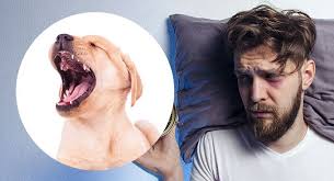 Some puppies will stop whining right away, while others will need more time. Why Do Puppies Cry At Night Solving Crate Training Problems