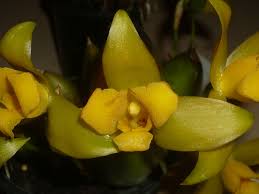 Image result for Habenaria tentaculigera