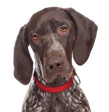She is impossible when it comes to meeting other dogs. German Shorthaired Pointer Puppies For Sale Adoptapet Com