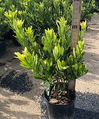 Image result for Anisocycla