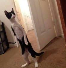 These Funny Cats Walking On Two Legs Will Absolutely Brighten Your Day Cats Funny Cats Cat Lovers