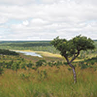 Image result for Micrargeriella aphylla