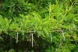 Image result for Acacia karroo