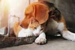 Beagles and Cats - Complete Beagle Information Center
