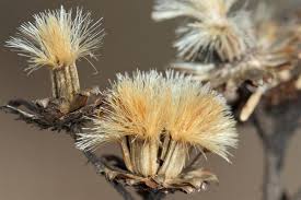 Image result for Vernonia turbinella