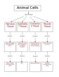We did not find results for: Animal And Plant Cell Tissue Types Graphic Organizer By Mrs Badesso Teaches