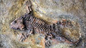 How Can I Become A Fossil? - Bbc Future