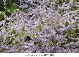 Image result for Tetradenia