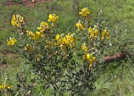 Image result for Crotalaria pudica