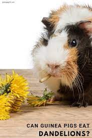 Pin On Vegetables For Guinea Pigs