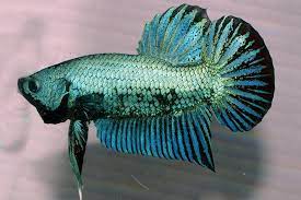 But since there are no real good threads describing what a dragon scale is, i was requested to put the information here so people can have a reference to what is and what is not a dragon scale betta. Betta Splendens Halfmoon Green Dragon M Aqualog De