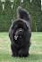 Newfoundland (dog) - Wikipedia