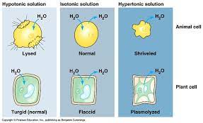 We did not find results for: Hypertonic Isotonic Hypotonic Solutions Animal Cell Nursing School Survival Biology Resources