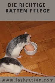 Ratten Haltung Und Pflege Erfahrungen Und Meinungen Haltung Im Richtigen Kafig Ratten Brauchen Intelligente Beschaftigun Ratten Haltung Ratten Farbratten