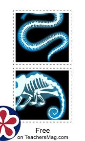 Animal X Rays Printable Matching Activity Teachersmag Com In 2020 Matching Activity Activities Free Activities