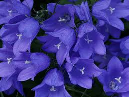 Bellflower Colorful Border Flower Blue Bell Flowers Purple Bell Flowers Flower Pictures