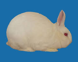With this smaller litter, the florida white rabbit breed is an excellent option for a small family unit looking to provide. Florida White Rabbits Usa Rabbit Breeders