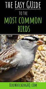 Feeder Bird Identifier By Picture 15 Most Common Birds That Visit My Feeders Id Guide Bird Watching Hq Common Birds Birds Bird Watching