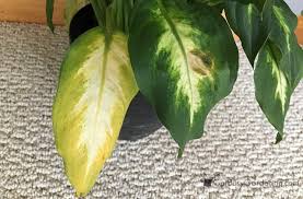 How To Care For Dieffenbachia Dumb Cane Plant Leaves Turning Brown Plant Disease Leaves Plant Care