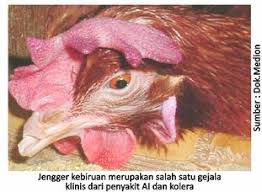 Gejala Penyakit Kolera Avian Influenza Medion