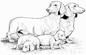 Dogs see the world differently than humans do. Pin On Disegni Da Colorare