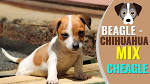 Cheagle – Is The Beagle Chihuahua Mix A Perfect Combination?