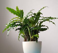 New Roommate Calathea Rufibarba Bluegrass