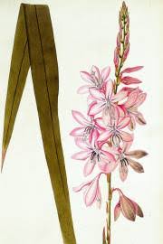 Image result for Microglossa pyrrhopappa