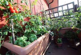 Choisir les jardins suspendus pour gagner de l'espace stéphanie lévesque s'enthousiasme pour les jardins suspendus : Comment Cultiver Un Potager Sur Son Balcon