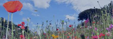 Things to do in Callington