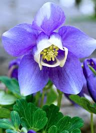 Image result for Aquilegia flabellata ministar