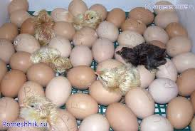 We did not find results for: Keluaran Ayam Di Inkubator Pada Hari Itu Bagaimana Anak Ayam Menetas Di Inkubator Setelah Berapa Hari