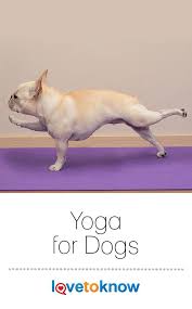 Yoga For Dogs Lovetoknow Cat Care Pets Dogs Breeds Dog Yoga
