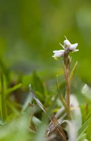 Image result for Zeuxine