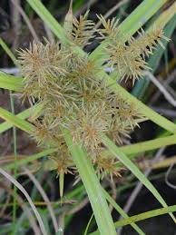 Image result for Cyperus glaucophyllus