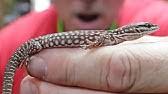 I just bought my first leachianus gecko nuu ana x. Ultimate Guide To The Largest Geckos In The World Brian Barczyk Youtube
