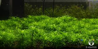 Image result for Syngonanthus poggeanus