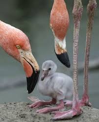 Yavru Flamingo Kusu Hayvanlar Hayvanlar Alemi Evcil Hayvanlar