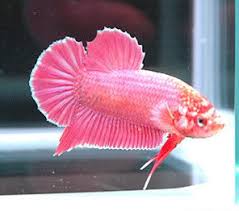Betta fish has to be kept seprately. Betta Fish Colors The Fish Doctor