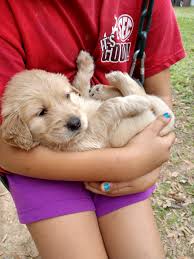 Look at pictures of golden retriever puppies who need a home. Golden Retriever Puppies For Sale Ozark Al 316634