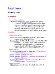 Image result for Englerina oedostemon